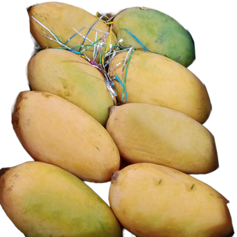 Sindhri Mango