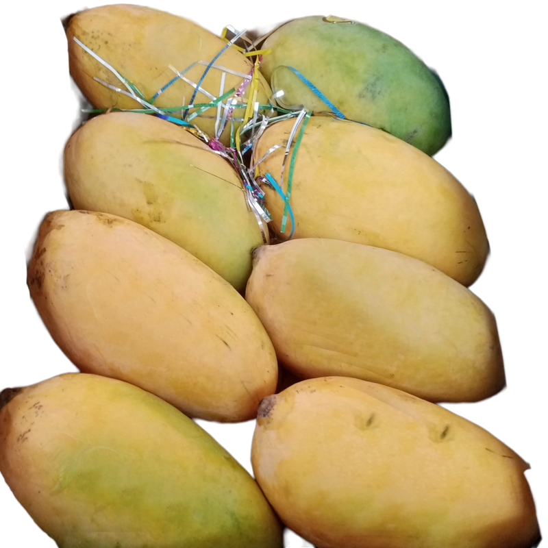 Sindhri Mango