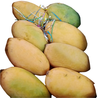 Sindhri Mango