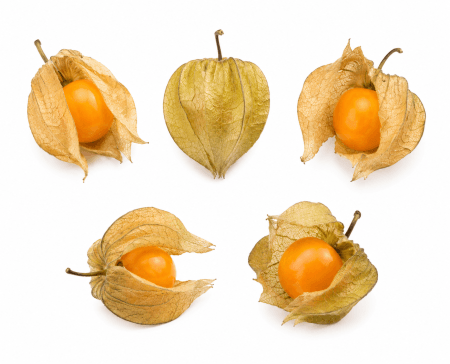 Physalis Colombia