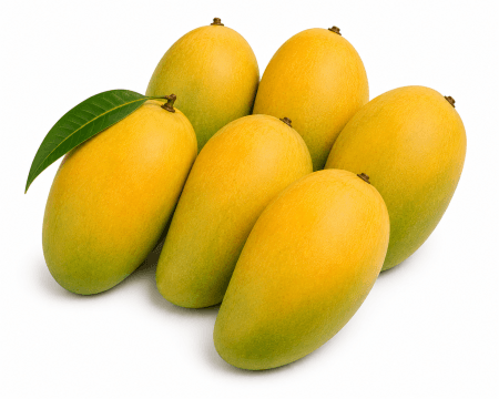 Palmar Mango (Brazil)